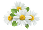 Chamomile Extract